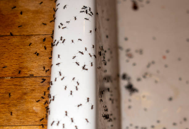 Best Pest Control Cost  in Eastover, NC