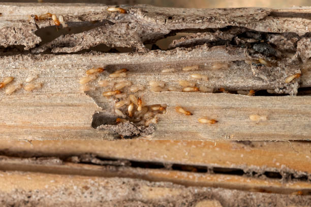 Best Rat Extermination Near Me  in Eastover, NC